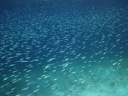 gilit (17)